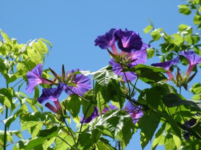 Ipomoea purpurea (campanilla)